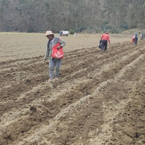 jauja7